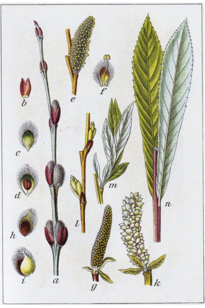 Ива пурпурная 